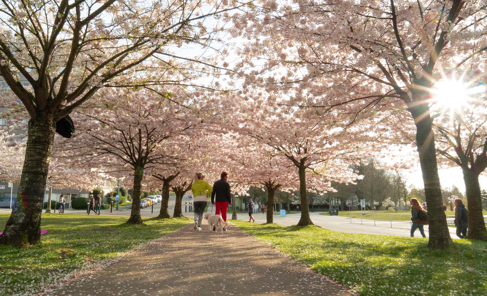 cherry blossoms vancouver primavera