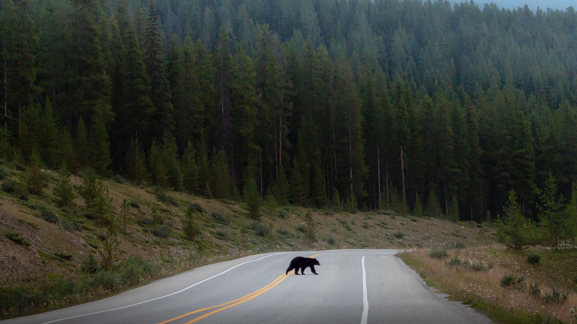 highway road oso negro